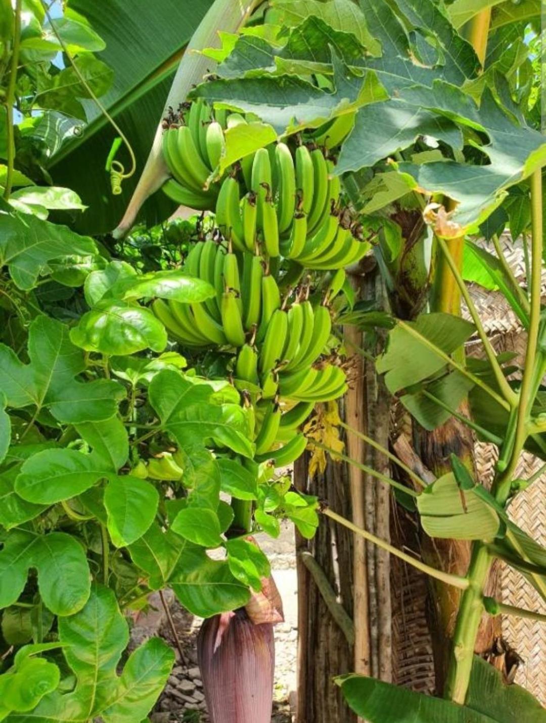Surina Paje Jambiani (Zanzibar)